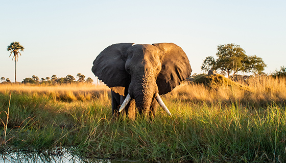 Chobe National Park