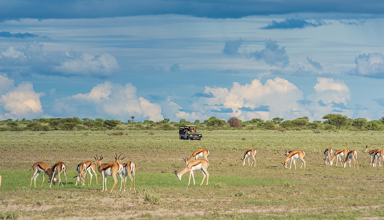 Game Drives