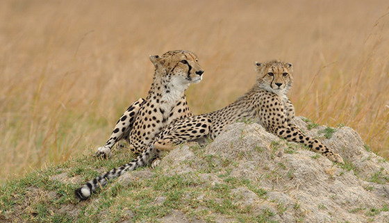Moremi Game Reserve
