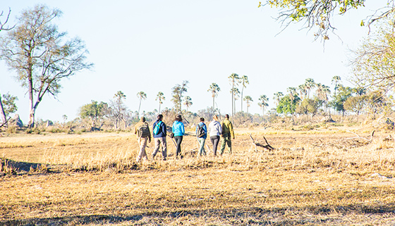 Nature Walks 