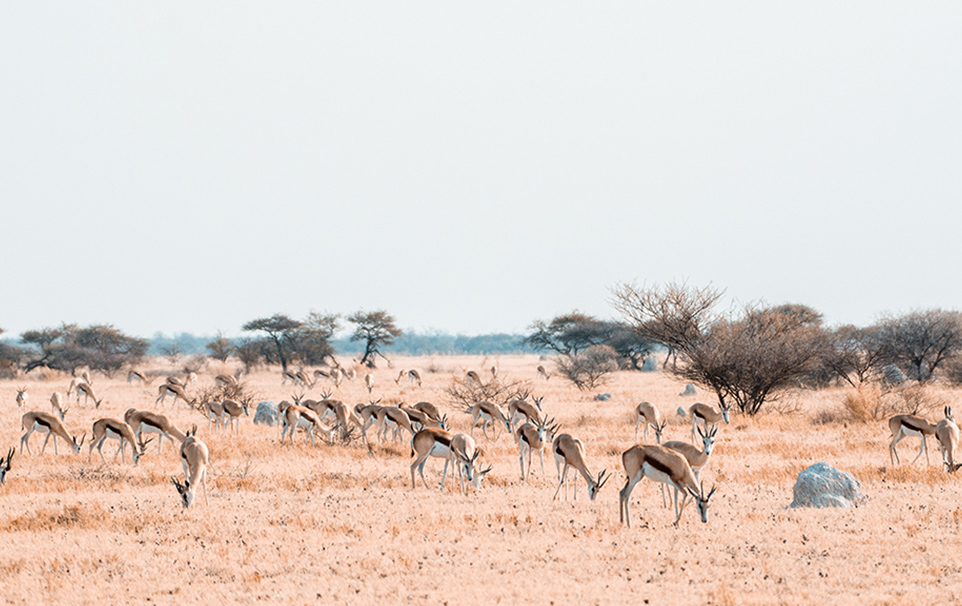 Kalahari Adventure